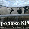 продаем крупно рогатый скот живым весом в Набережные Челны
