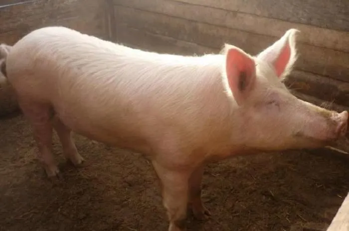 закупаем свиней и свиноматок живым весом в Краснодаре