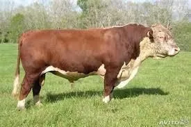 крупный рогатый скот в Сочи