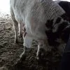 продаётся мясо быков в Краснодаре