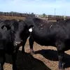 продаётся мясо быков в Краснодаре 4