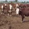 продаётся мясо быков в Краснодаре 5