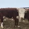 продаётся мясо быков в Краснодаре 3