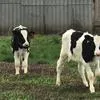 продаем бычков голштинской породы в Краснодаре