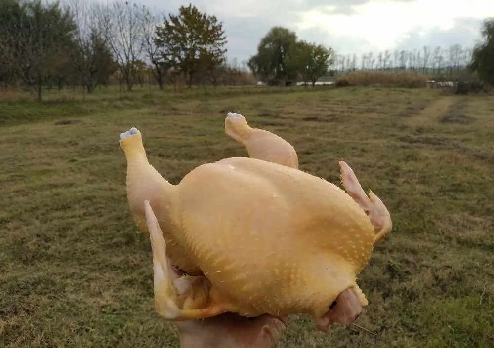 цыпленок бройлер фермерский в Краснодаре