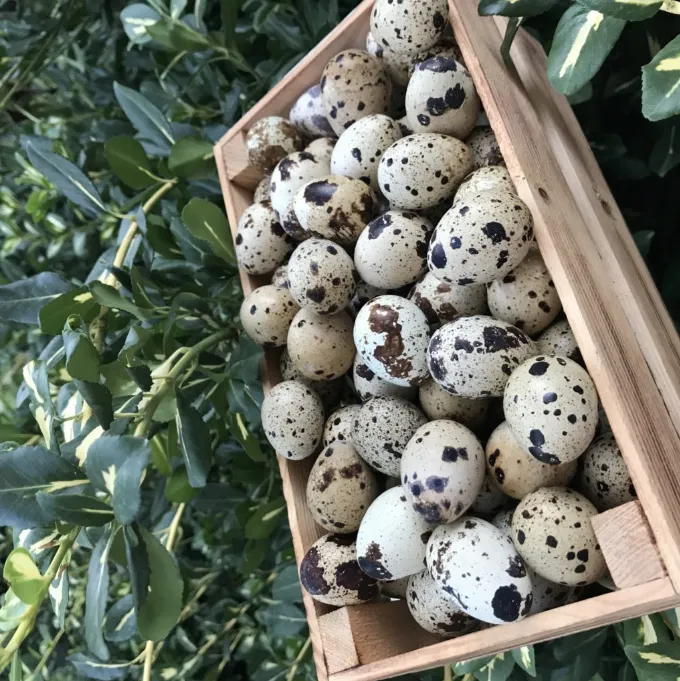перепелиные яйца в Краснодаре
