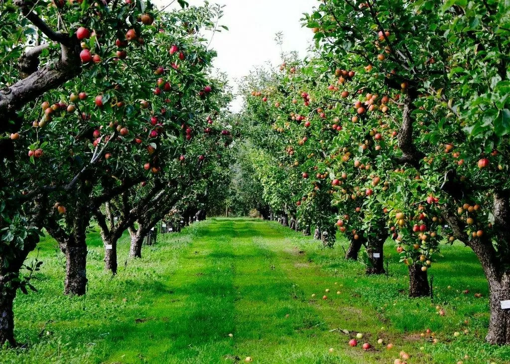 щепа для копчения фруктовых пород в Краснодаре и Краснодарском крае
