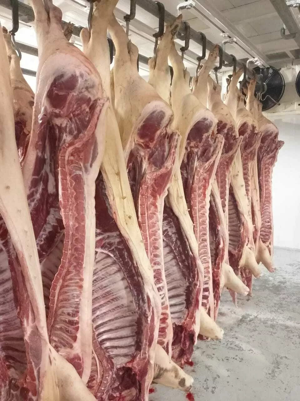 мясо свинины оптом и в розницу в Краснодаре и Краснодарском крае 10