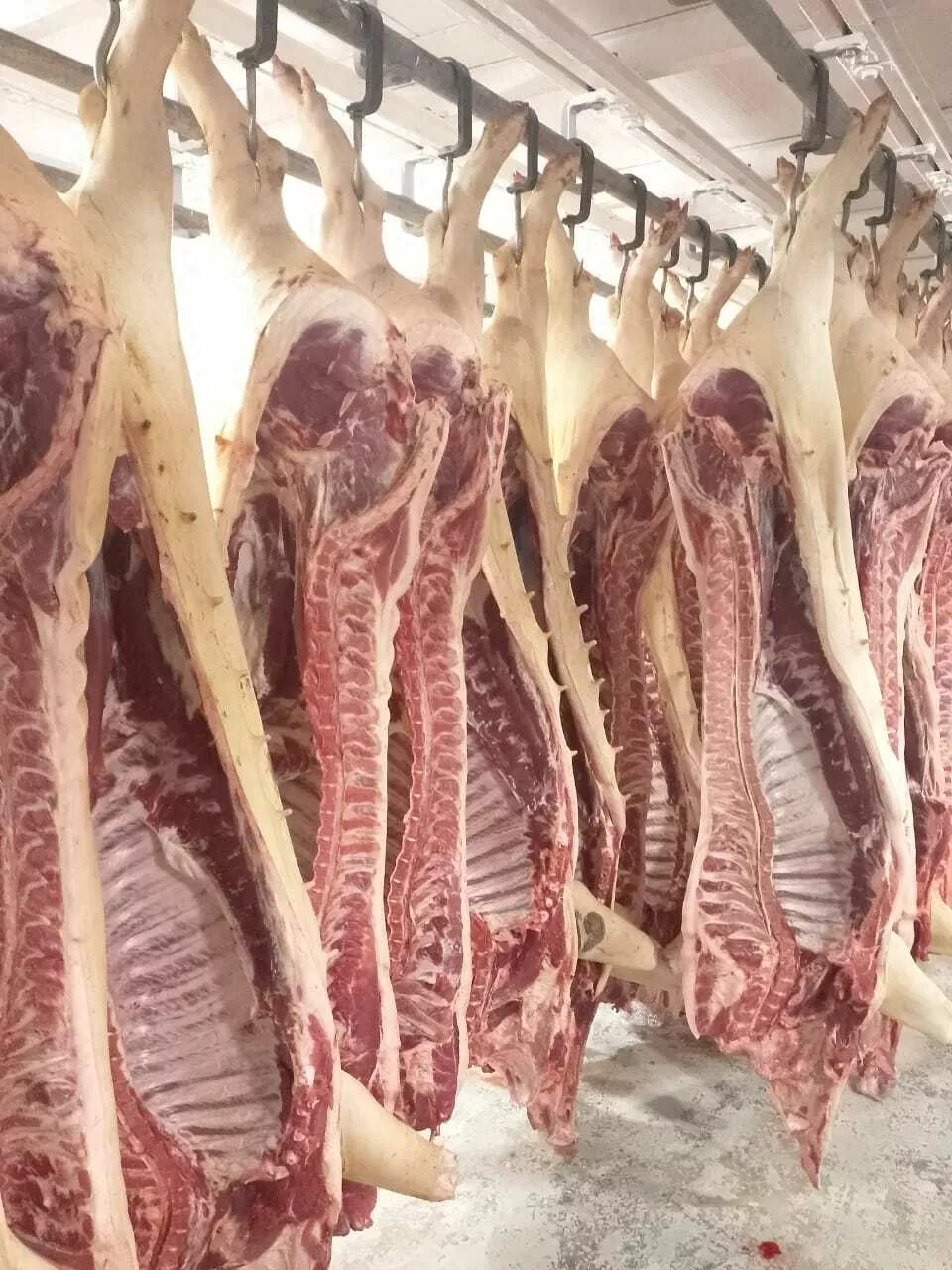 мясо свинины оптом и в розницу в Краснодаре и Краснодарском крае 4