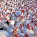Краснодарская ферма по выращиванию индейки производит 130 тысяч тонн мяса птицы в год