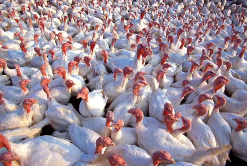Краснодарская ферма по выращиванию индейки производит 130 тысяч тонн мяса птицы в год