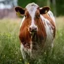 На территории 28 хозяйств Кубани ввели карантин из-за лейкоза скота