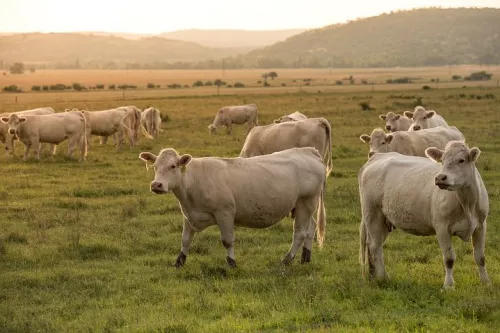 На территории 28 хозяйств Кубани ввели карантин из-за лейкоза скота