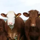 Карантин по лейкозу крупного рогатого скота введен в 97 хозяйствах Краснодарского края