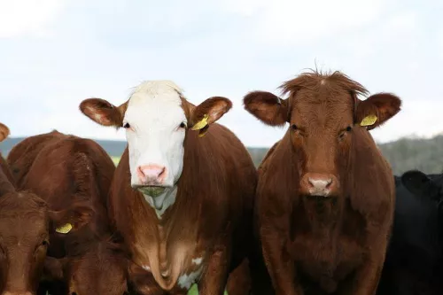 Карантин по лейкозу крупного рогатого скота введен в 97 хозяйствах Краснодарского края  