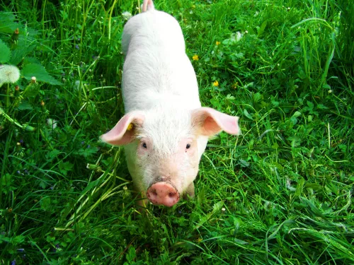 На Кубани открыли селекционно-генетический центр для разведения йоркширских свиней