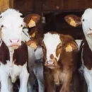 Глава Кубани: Важно создавать высокопродуктивный генофонд пород крупного рогатого скота