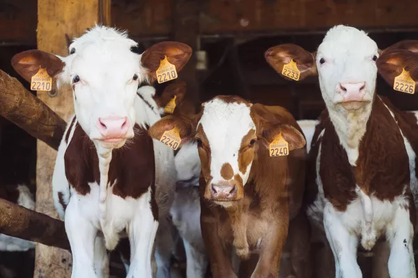 Глава Кубани: Важно создавать высокопродуктивный генофонд пород крупного рогатого скота
