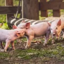 Африканская чума свиней может вновь вспыхнуть на Кубани - главный ветврач