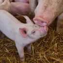 Очаг африканской чумы свиней зарегистрирован в Краснодарском крае