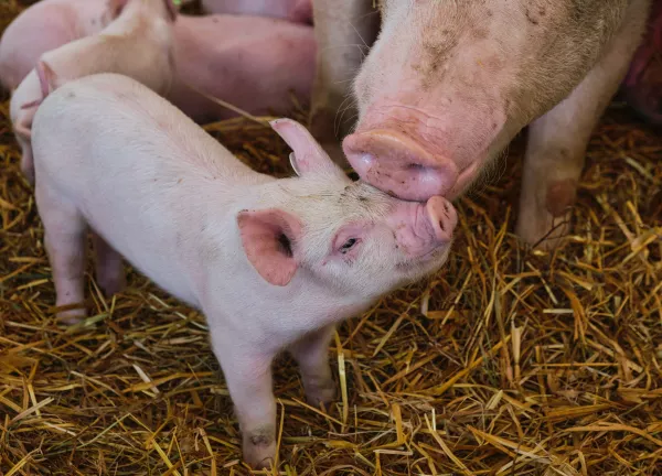 Очаг африканской чумы свиней зарегистрирован в Краснодарском крае 