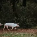 На Кубани уничтожат более 20 тысяч свиней