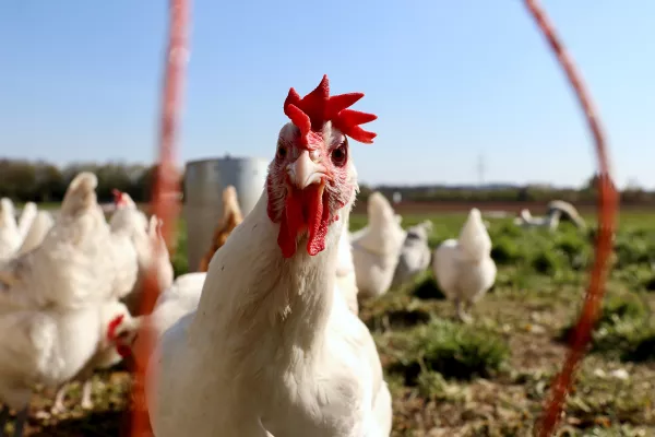 Инвестора, который построит завод по переработке мяса птицы ждут в Новокубанском районе Краснодарского края