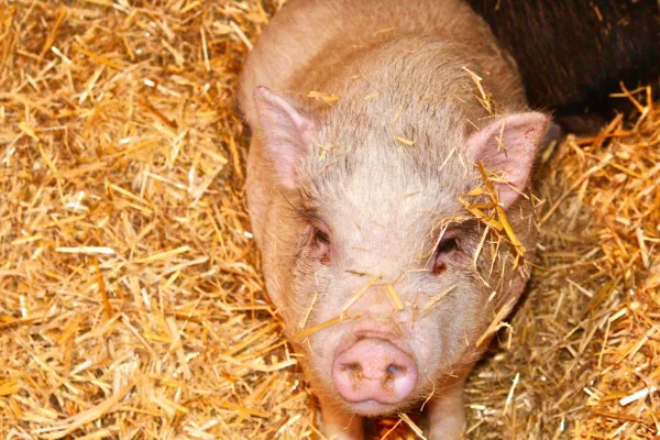 На Кубани уничтожат 10,5 тыс. голов скота из-за африканской чумы свиней