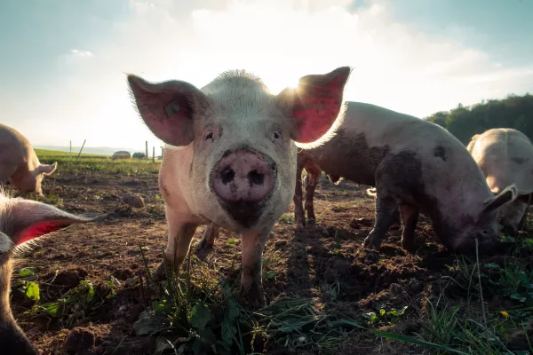 В Краснодарском крае выявлен третий очаг африканской чумы свиней 