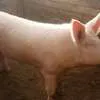 закупаем свиней и свиноматок живым весом в Краснодаре