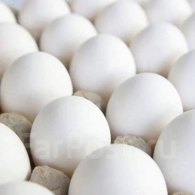 фотография продукта Инкубационное яйцо РОСС 308 