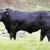 альтернативные отруба из говядины в Краснодаре