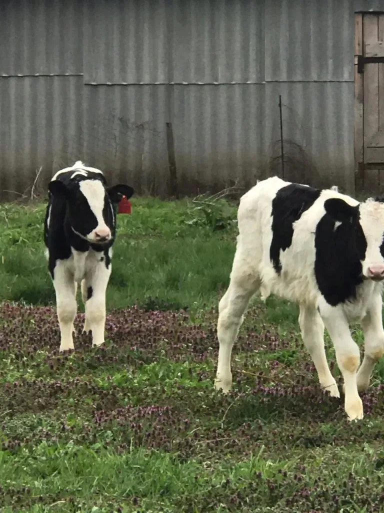 продаем бычков голштинской породы в Краснодаре