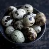 яйца перепелов  в Краснодаре