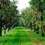 щепа для копчения фруктовых пород в Краснодаре и Краснодарском крае